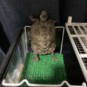 ヒメ日記 2026/03/21 20:01 投稿 ちか「人妻」 奥様アテンド小山店