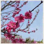 ヒメ日記 2026/03/28 14:50 投稿 ねね 熟女の風俗最終章 蒲田店