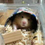 ヒメ日記 2026/02/12 12:52 投稿 ほのか 新宿・本格コスプレ素人アイドル学園イメクラ「新入生」