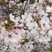 すず [お題]from:ミートボールさん 新宿・本格コスプレ素人アイドル学園イメクラ「新入生」