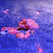 うみ ☀️ 新宿・本格コスプレ素人アイドル学園イメクラ「新入生」