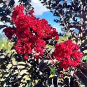 かおる おはよーございます🌷❣️ 新宿・本格コスプレ素人アイドル学園イメクラ「新入生」