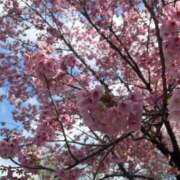 ヒメ日記 2026/03/31 15:01 投稿 ゆず 新宿・本格コスプレ素人アイドル学園イメクラ「新入生」