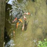 きりか 年内最後? タレント倶楽部アダルト