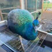 ケラー ありがとう❤️ 西川口デッドボール