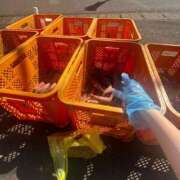 なぎ・SP 今日いるよっ！🙄🫵🏻 やまとなでしこ桜組