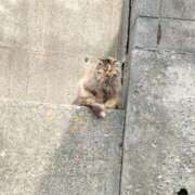 ヒメ日記 2026/04/18 11:35 投稿 あおいちゃん(J) ぴぴすこ