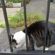 ヒメ日記 2026/04/18 13:12 投稿 あおいちゃん(J) ぴぴすこ