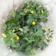 ヒメ日記 2026/03/24 13:19 投稿 らいむ ピンクコレクション大阪