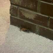 ヒメ日記 2025/12/04 01:34 投稿 らいむ ピンクコレクション大阪キタ店