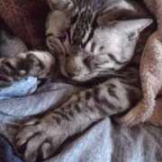 きょうか 🐈🐾 IRIS(岐阜)