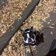 ヒメ日記 2026/01/29 18:20 投稿 橋本　あかり 熟女パラダイス池袋店(カサブランカグループ)