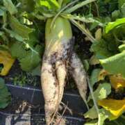 ヒメ日記 2026/01/20 01:06 投稿 なつこ 熟女家 京橋店