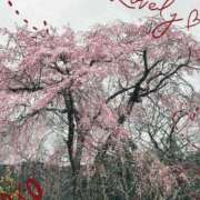 ヒメ日記 2026/03/27 16:36 投稿 なつこ 熟女家 京橋店