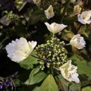 ヒメ日記 2026/04/06 02:36 投稿 なつこ 熟女家 京橋店