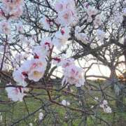 ヒメ日記 2026/03/19 19:03 投稿 そら オフィスアロマ