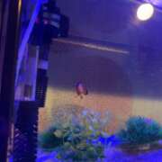 ヒメ日記 2025/12/08 16:43 投稿 りん アドミsince2002立川デリヘル&Go To FANTASY東京本店