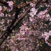 ヒメ日記 2026/04/01 15:30 投稿 そよ 多恋人倶楽部　宇部店