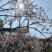 ヒメ日記 2026/04/02 10:12 投稿 しゅん 熟女の風俗最終章 新宿店