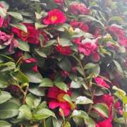 ヒメ日記 2026/02/08 13:50 投稿 まほ 東京人妻セレブリティ（ユメオト）