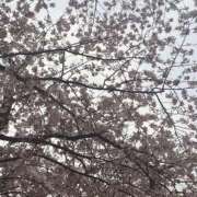 ヒメ日記 2026/04/04 13:05 投稿 まほ 東京人妻セレブリティ（ユメオト）