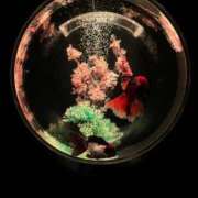 ヒメ日記 2026/04/18 12:49 投稿 ゆうき サティアンまーと