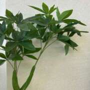 ヒメ日記 2026/02/03 12:04 投稿 りり☆超絶潮吹き肉体美☆ アネキャンモード