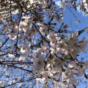 ヒメ日記 2026/03/29 09:30 投稿 ねね ピンクハウス（横浜）