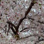 ヒメ日記 2026/04/28 12:40 投稿 花咲るん【PREMIUM】 素人専門　街角レディ