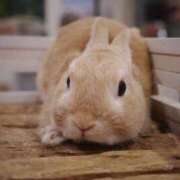 ゆずは 出勤中 大塚デリ姫