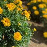 ヒメ日記 2026/01/26 16:03 投稿 立花 かれん Mの世界