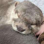 ヒメ日記 2025/12/23 03:12 投稿 たんたん スピードエコ難波店