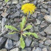 みつき ココのお兄さんへ💌🎀 女の子がセルフで撮影する店！！成田デリヘル『生パネル』伝説