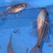 あんず 夕まずめ釣り☆ 熟女の風俗最終章 沼津店