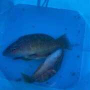 あんず こんにちは 熟女の風俗最終章 沼津店