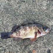 ヒメ日記 2025/12/25 12:42 投稿 あんず 熟女の風俗最終章 沼津店