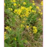 ヒメ日記 2026/03/15 15:08 投稿 はづき 熟女の風俗最終章 宇都宮店