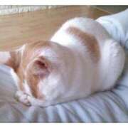 ヒメ日記 2026/03/19 11:25 投稿 はな 丸妻 厚木店