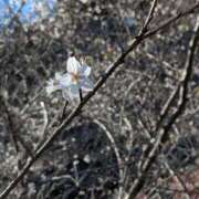 ヒメ日記 2025/12/03 17:23 投稿 ねいろ sakura