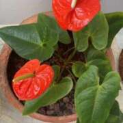 はるな ★初出勤します★ 花の都～人妻の都～ 延岡店