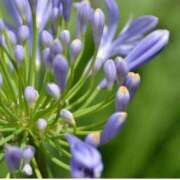 ヒメ日記 2025/12/18 13:48 投稿 はるな 花の都～人妻の都～ 延岡店