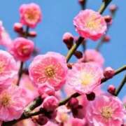 ヒメ日記 2026/01/07 07:38 投稿 はるな 花の都～人妻の都～ 延岡店