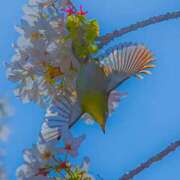 ヒメ日記 2026/04/07 09:40 投稿 わかば AVANCE福岡