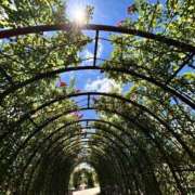 ヒメ日記 2026/04/21 12:23 投稿 わかば AVANCE福岡