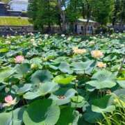ヒメ日記 2026/08/04 08:24 投稿 まりか 西船人妻花壇
