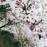 ヒメ日記 2026/04/29 08:03 投稿 はる 宮崎AROMA OLIVE