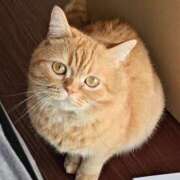 ヒメ日記 2025/12/22 10:02 投稿 由我/ゆいが・看板嬢候補 Muteki Platinum