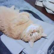 ヒメ日記 2026/03/02 19:21 投稿 由我/ゆいが・看板嬢候補 Muteki Platinum