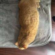 ヒメ日記 2026/03/09 17:04 投稿 由我/ゆいが・看板嬢候補 Muteki Platinum