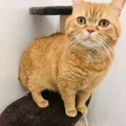 ヒメ日記 2026/03/30 20:41 投稿 由我/ゆいが・看板嬢候補 Muteki Platinum